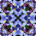 Imagami-WasserWandler Vergissmeinnicht